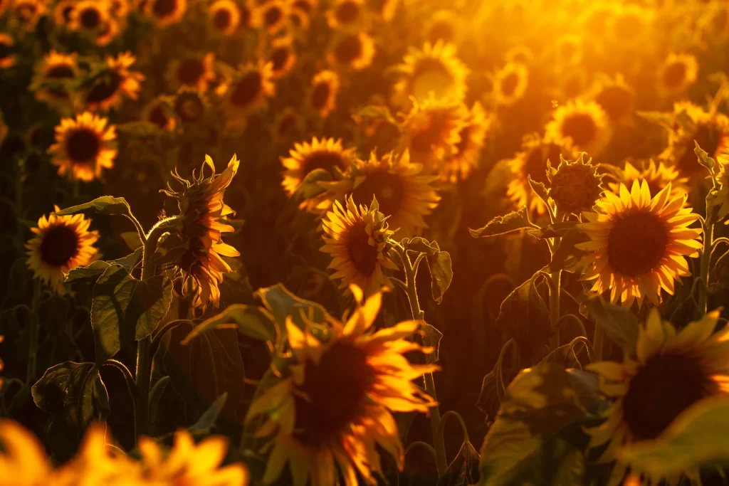 Sunflower Yellow Petals Brown Center Green warm Leaves