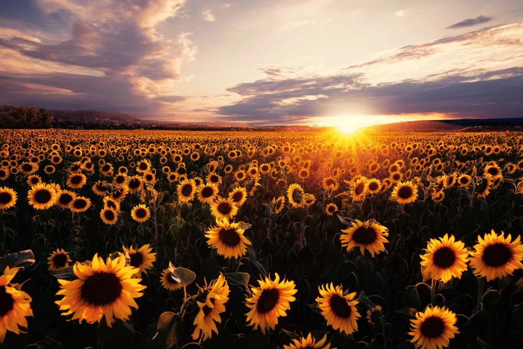 Sunflower Yellow Petals Brown Center Green Leaves Sunset Sky