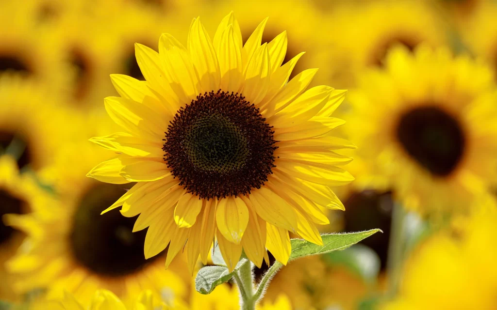 Sunflower Yellow Petals Brown Center Green warm Leaves