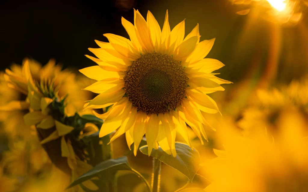 Sunflower Yellow Petals Brown Center Green warm Leaves