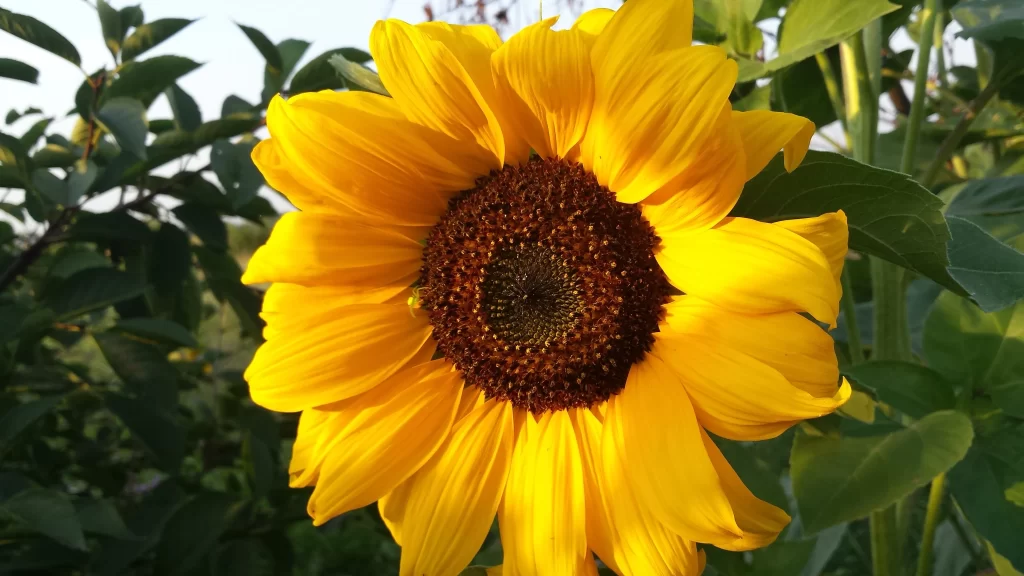 Sunflower Yellow Petals Brown Center Green warm Leaves