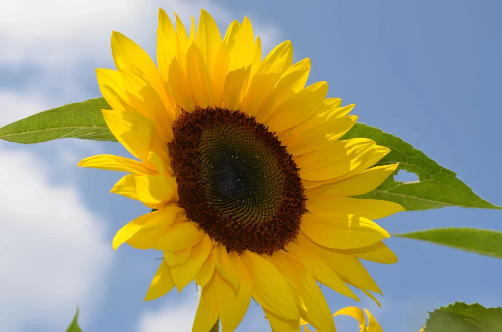 Sunflower Yellow Petals Brown Center Green Leaves Blue warm Sky