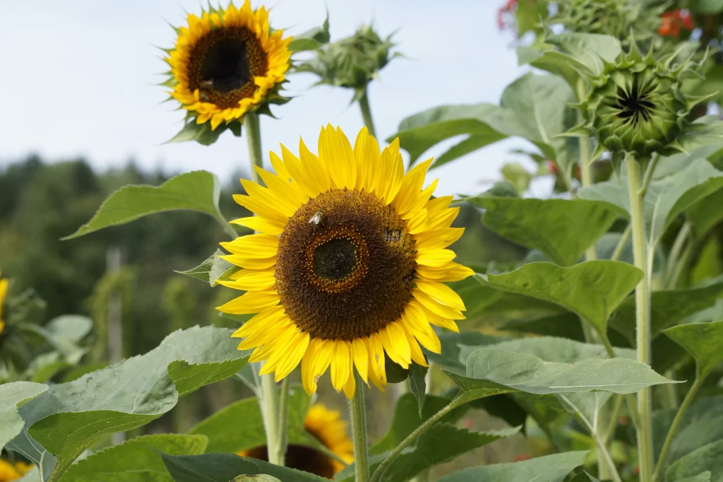 Sunflower Yellow Petals Brown Center Green warm Leaves