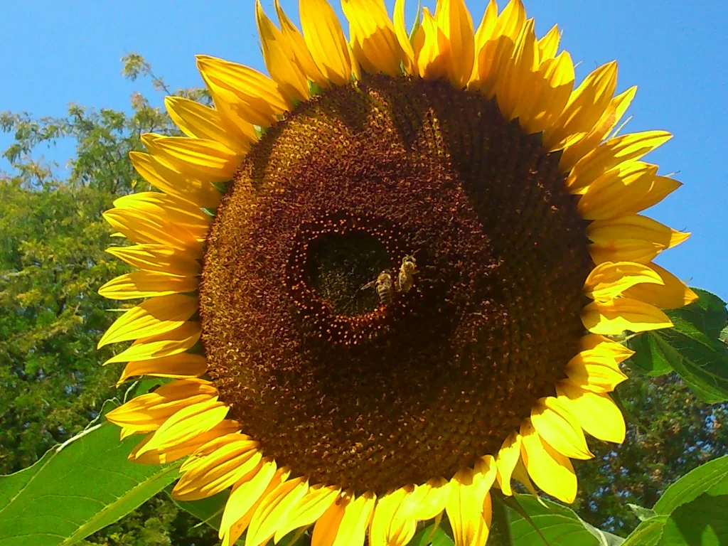 Sunflower Yellow Petals Brown Center Green Leaves Blue warm Sky