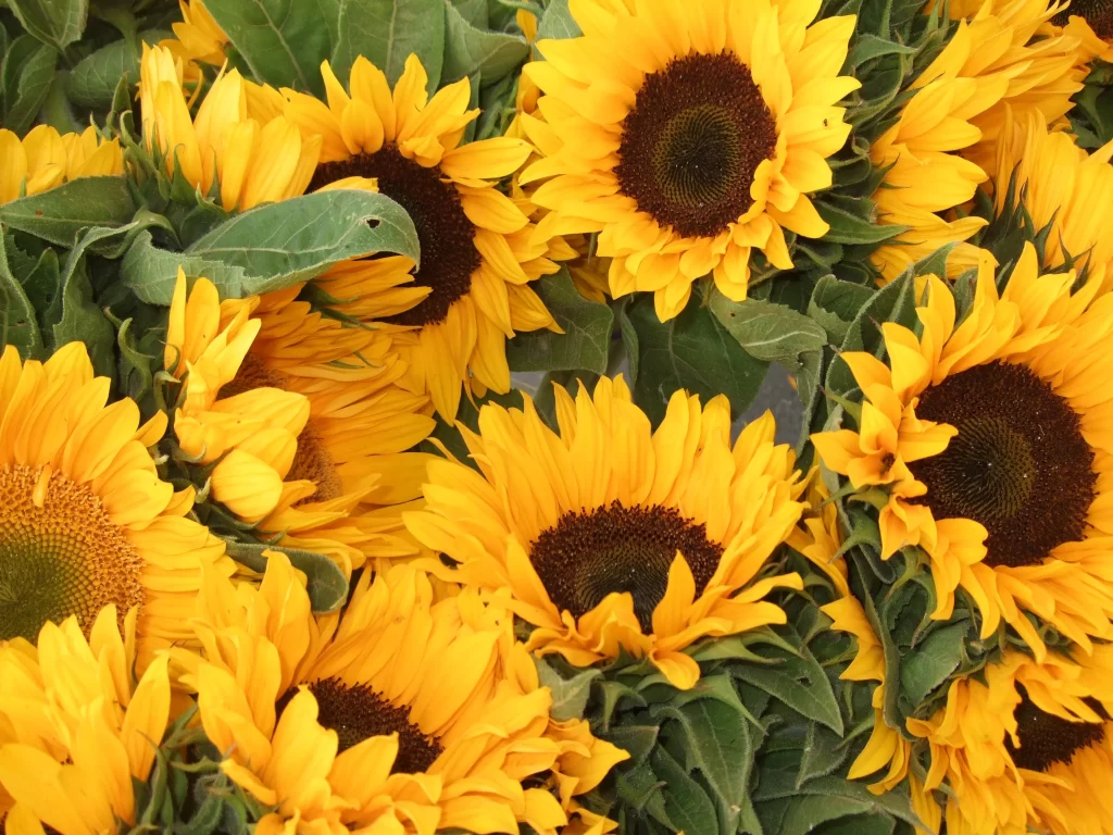 Sunflower Yellow Petals Brown Center Green warm Leaves
