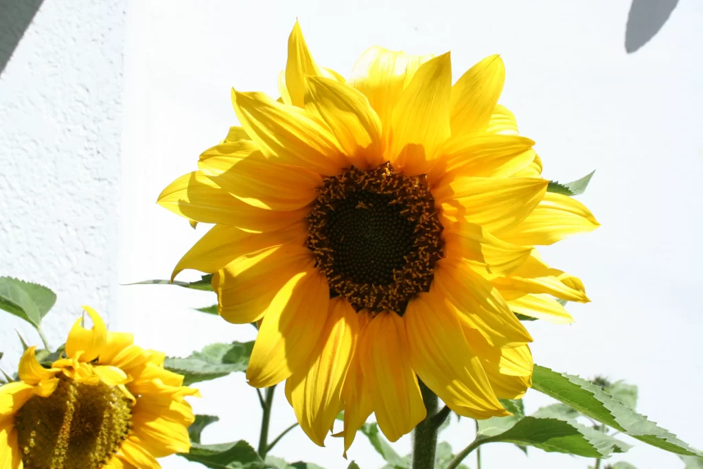 Sunflower Yellow Petals Brown Center Green warm Leaves