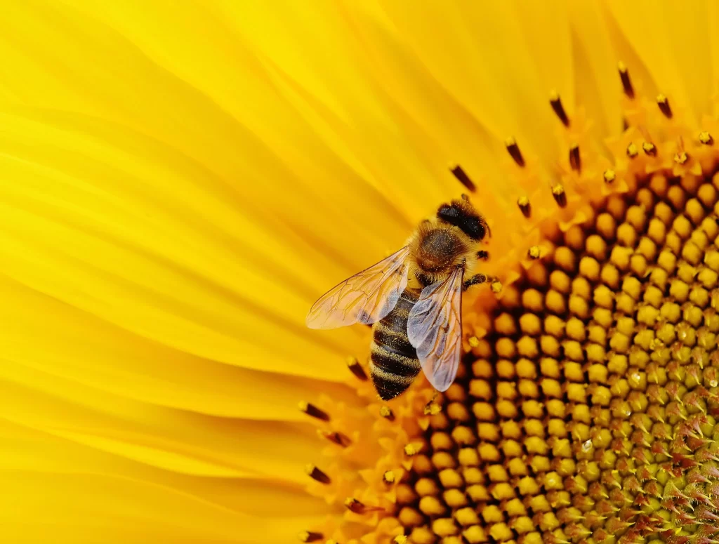 Sunflower Yellow Petals Brown Bee