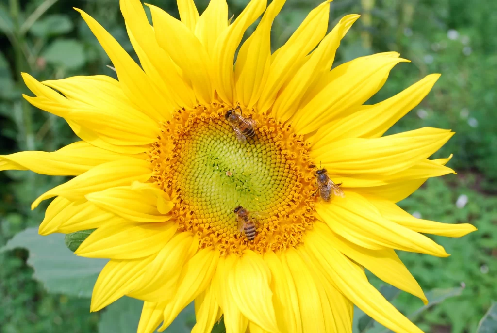 Sunflower Yellow Petals Green Center Bees