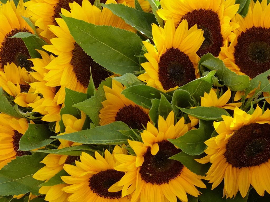 Sunflower Yellow Petals Green warm Leaves