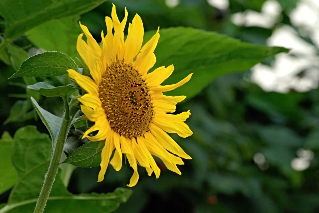 Sunflower Yellow Petals Green warm Leaves