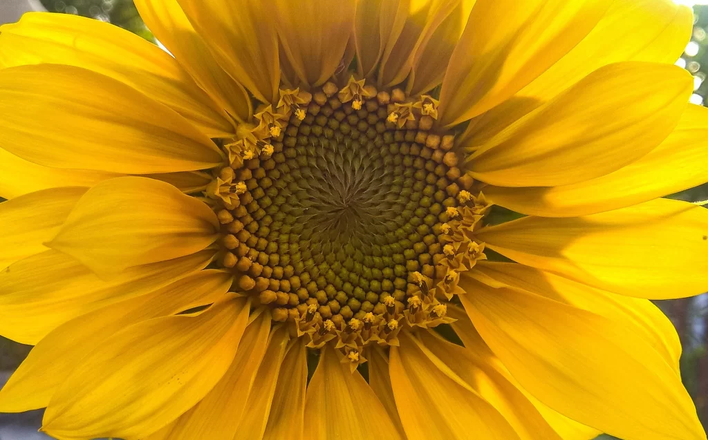 Sunflower Yellow Petals Green warm Center