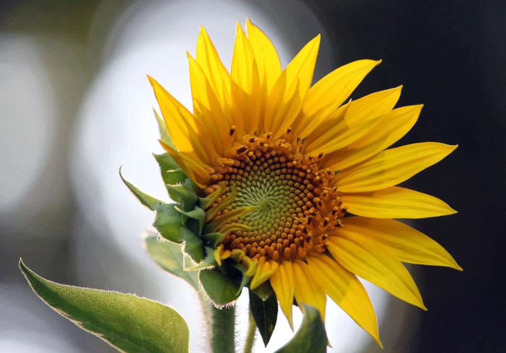 Sunflower Yellow Petals Green Leaves Dark warm Background