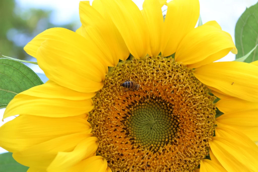 Sunflower Yellow Petals Green Leaves Bee