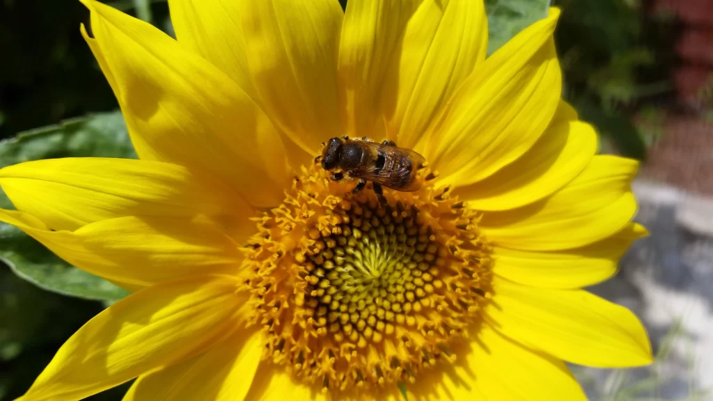 Sunflower Yellow Petals Green Leaves warm Bee