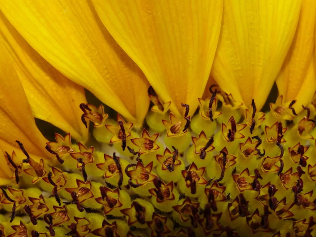 Sunflower Yellow Petals Green Center Brown Tips
