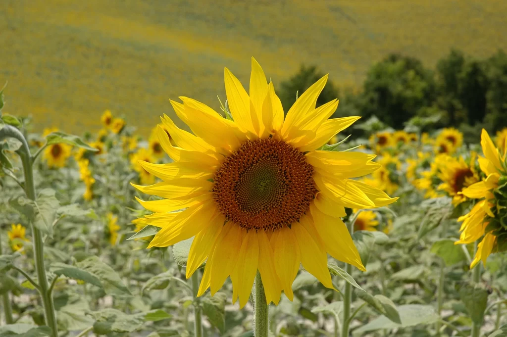 Sunflower Yellow Petals Green Leaves warm Field