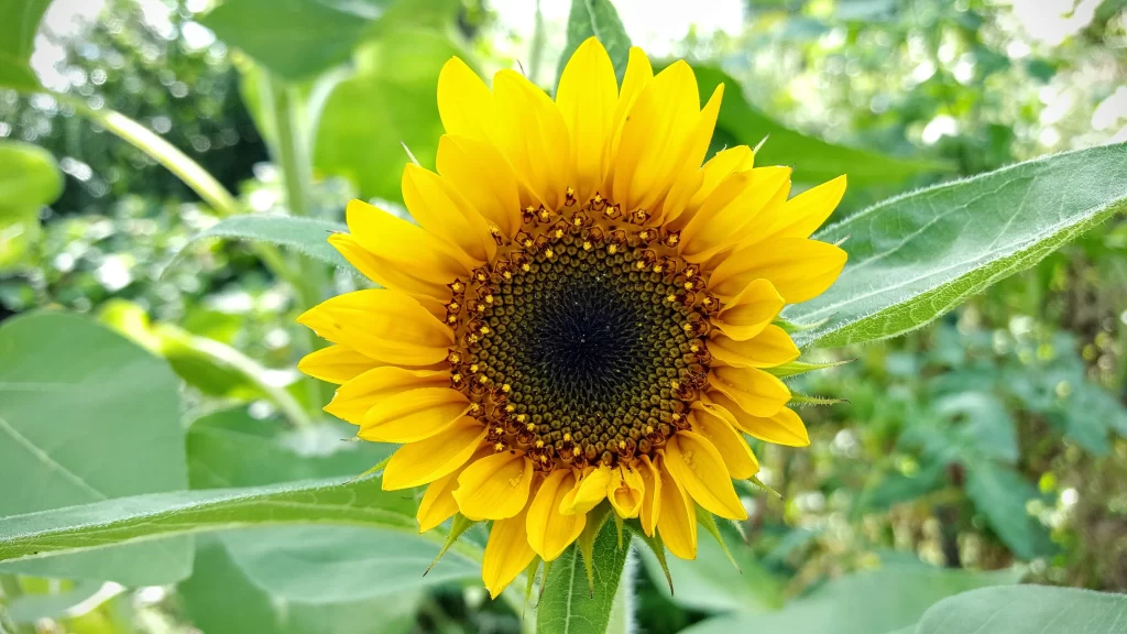 Sunflower Yellow Petals Green Leaves warm Nature
