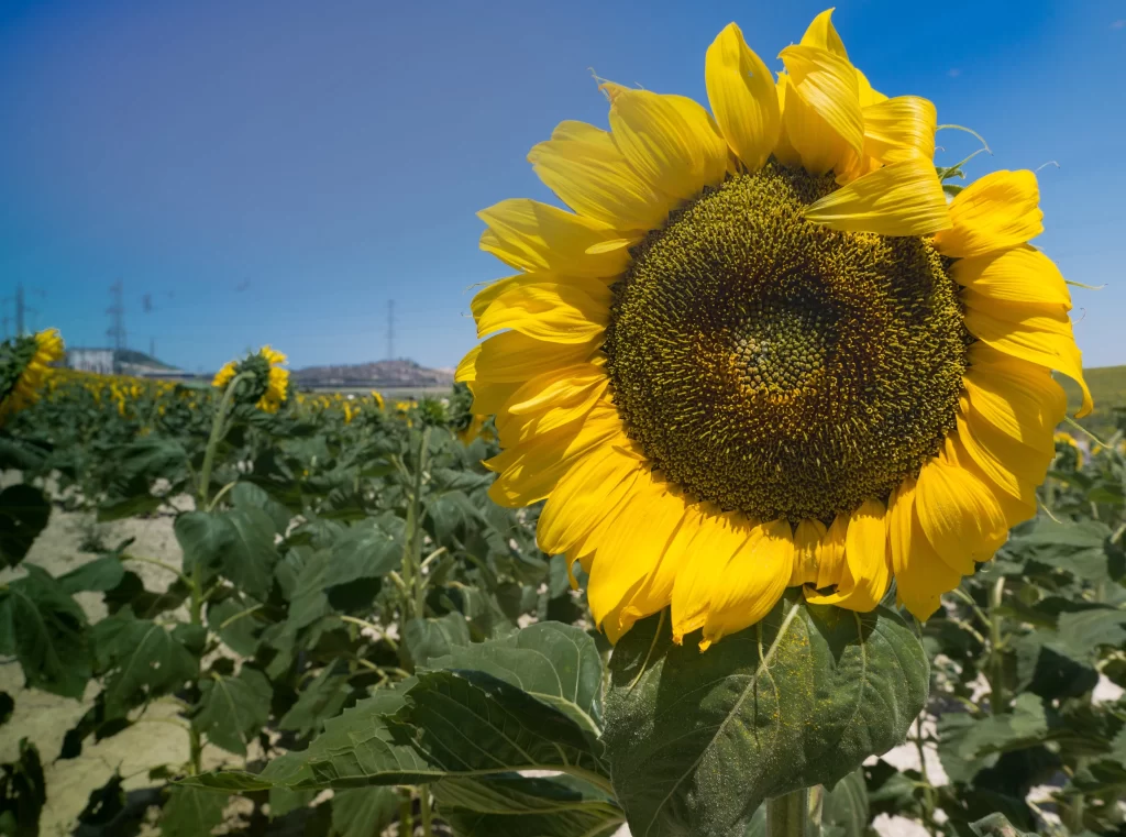 Sunflower Yellow Petals Green Leaves Blue warm Sky