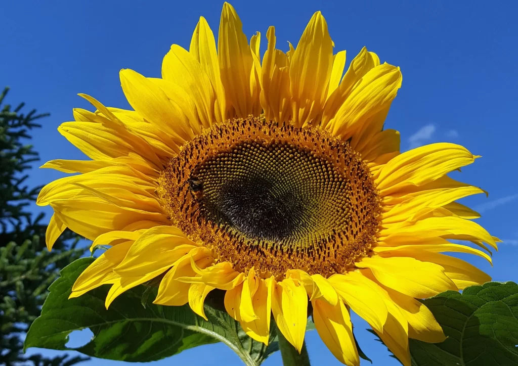Sunflower Yellow Petals Green Leaves Blue warm Sky