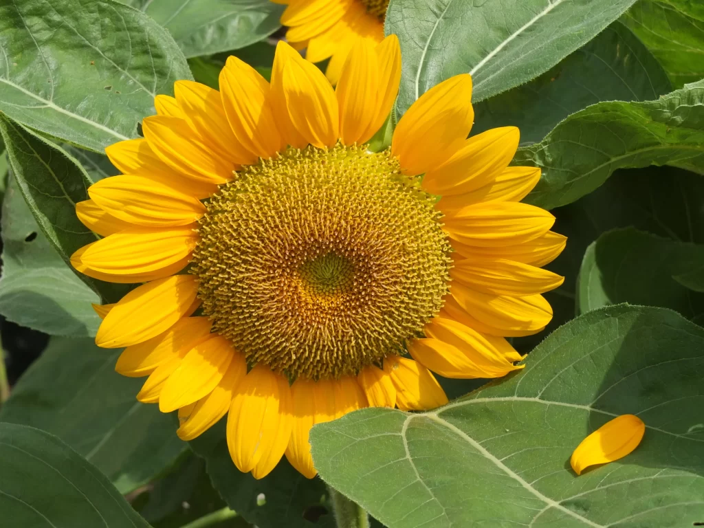 Sunflower Yellow Petals Green warm Leaves