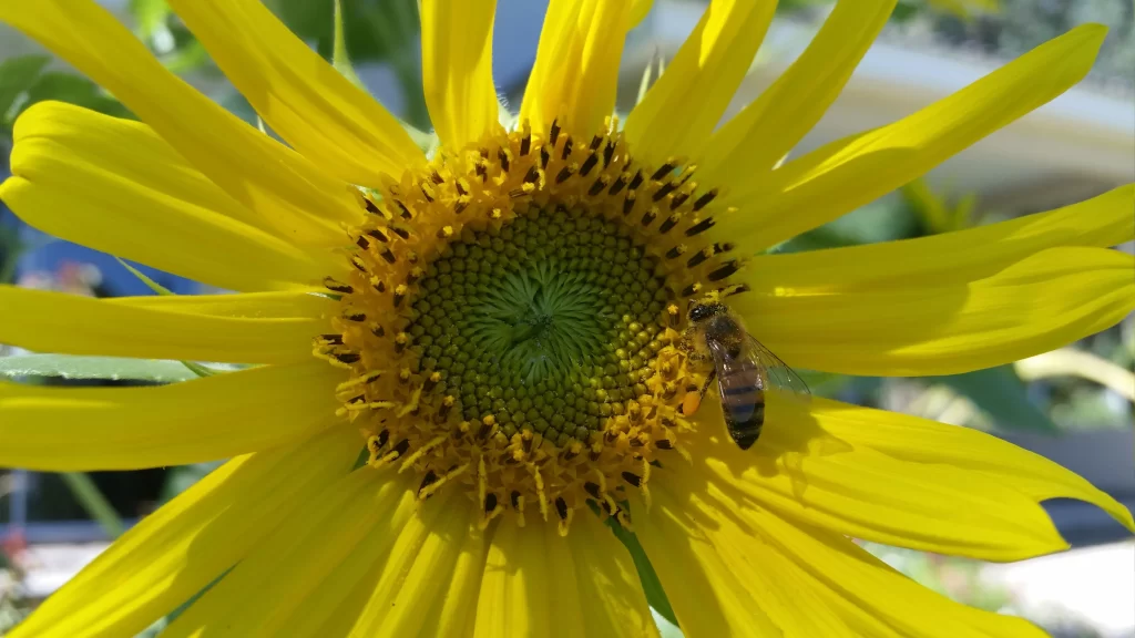 Sunflower Yellow Petals Green Center warm Bee