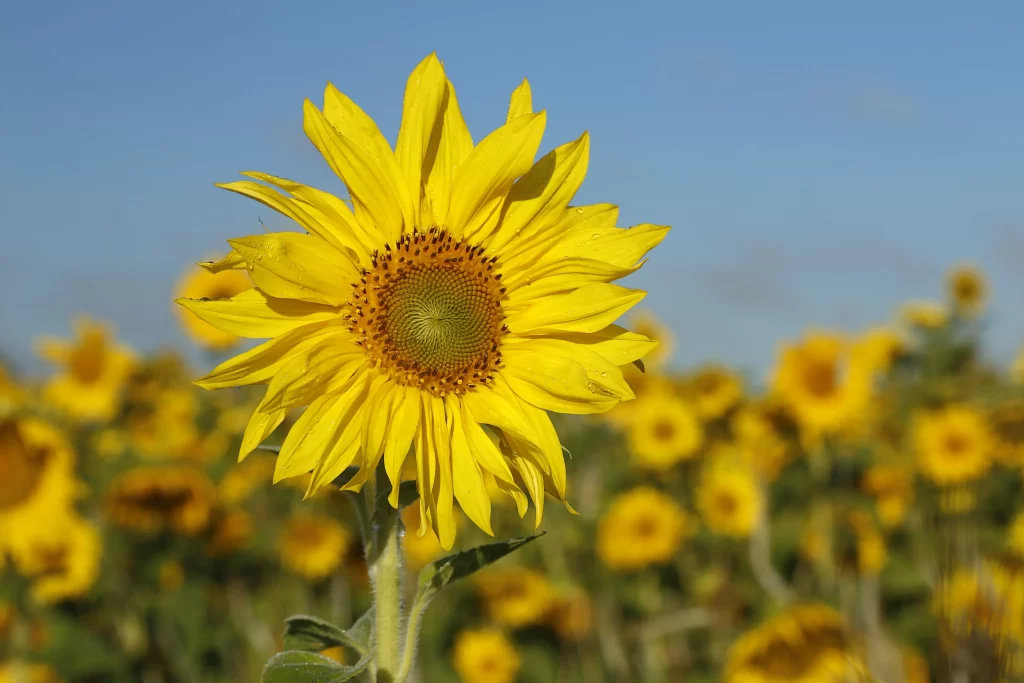 Sunflower Yellow Petals Green Stem Blue Sky