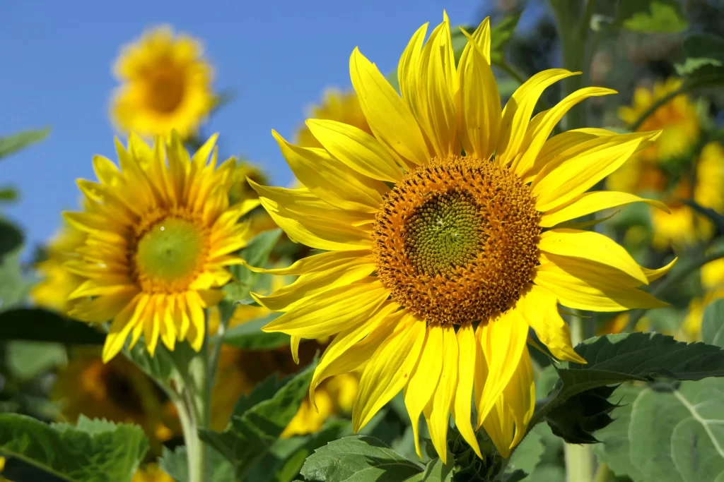 Sunflower Yellow Petals Green Leaves Blue warm Sky