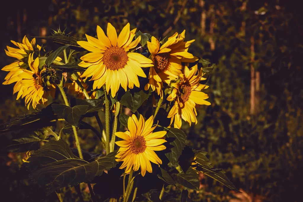 Sunflower Yellow Petals Green Leaves Brown Background