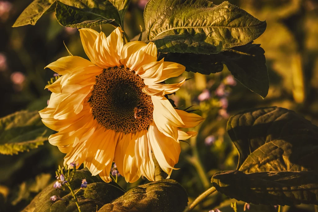 Sunflower Yellow Petals Green Leaves Brown Center