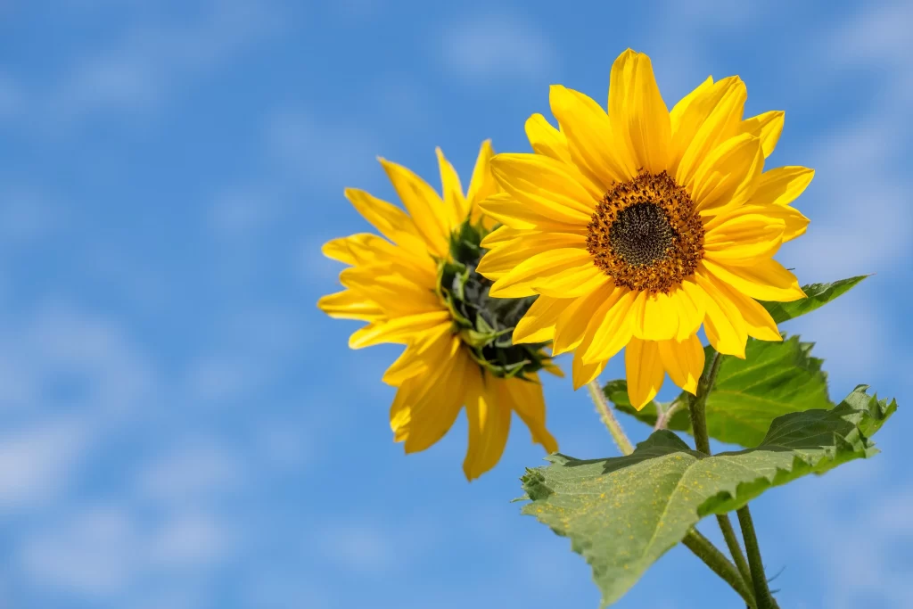 Sunflower Yellow Petals Green Leaves Blue gray Sky