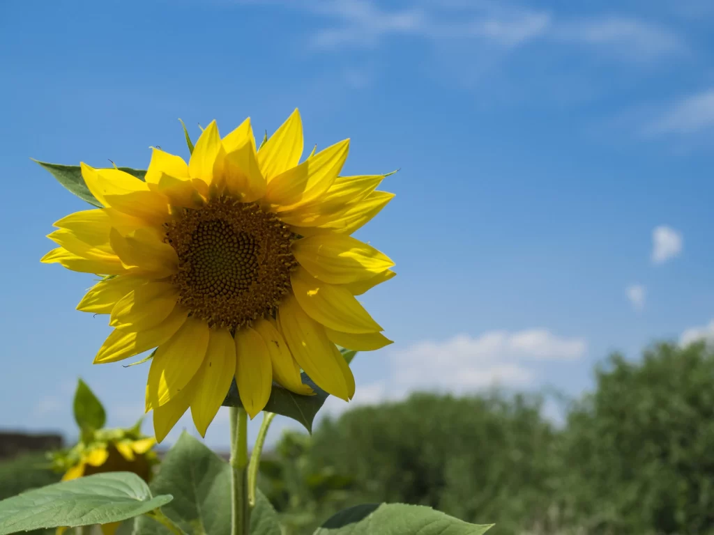 Sunflower Yellow Petals Green Leaves Blue Sky White gray Clouds