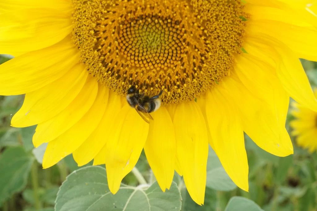 Sunflower Yellow Petals Green Leaves Bee