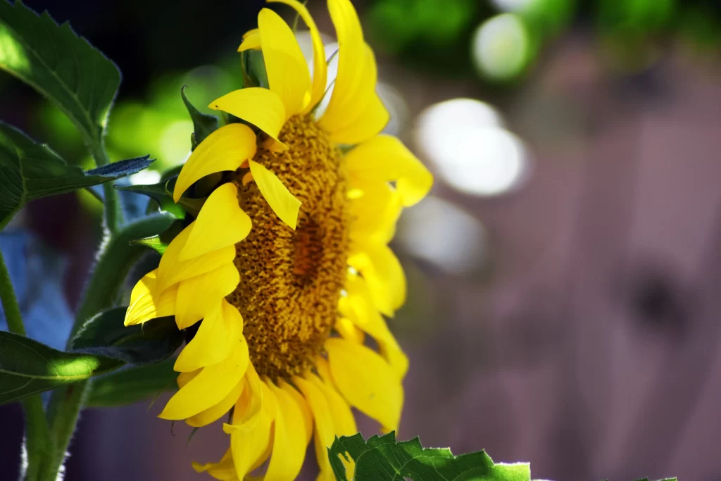 Sunflower Yellow Petals Green Leaves Brown Soil