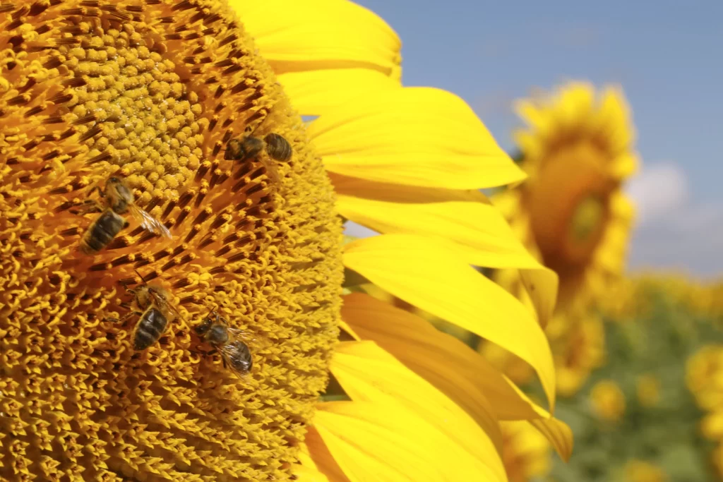 Sunflower Yellow Petals Green Stalk Blue Sky
