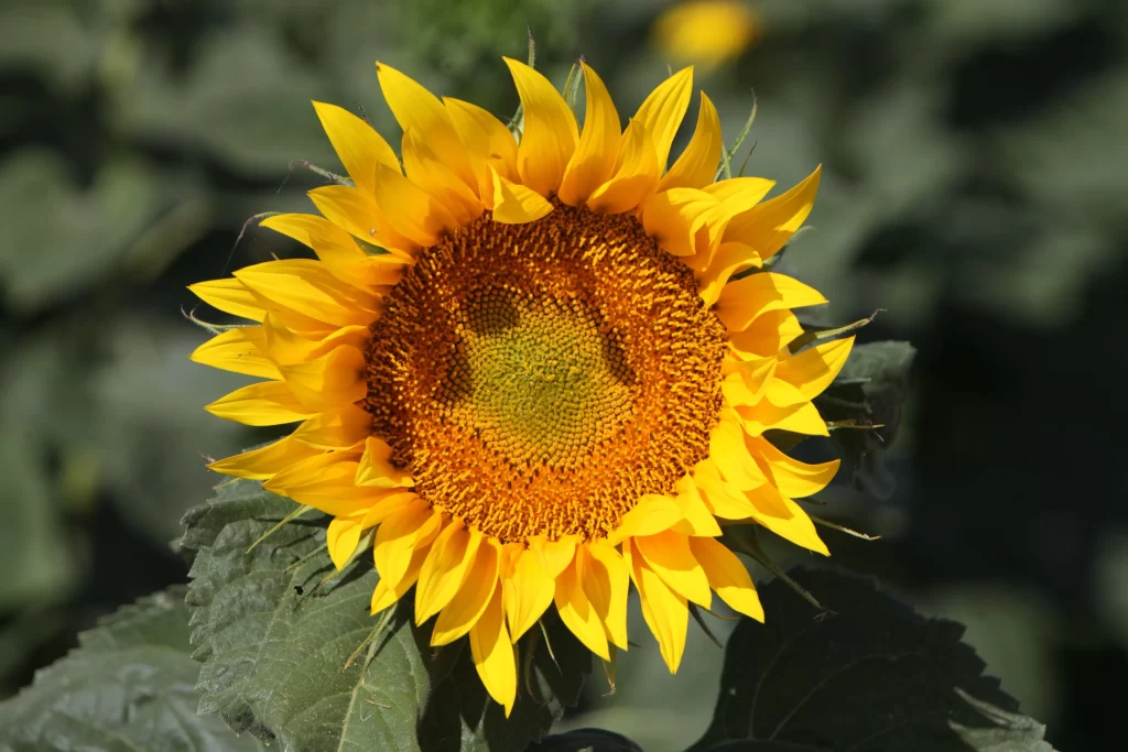 Sunflower Yellow Petals Green warm Leaves