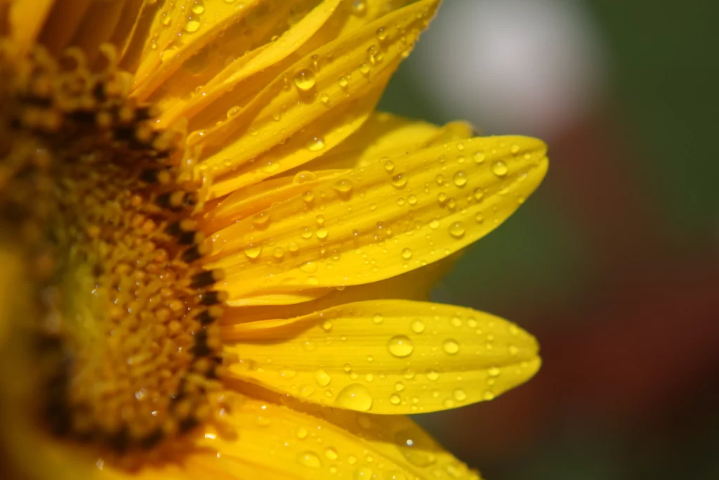 Sunflower Yellow Petals Green Background Dew Drops