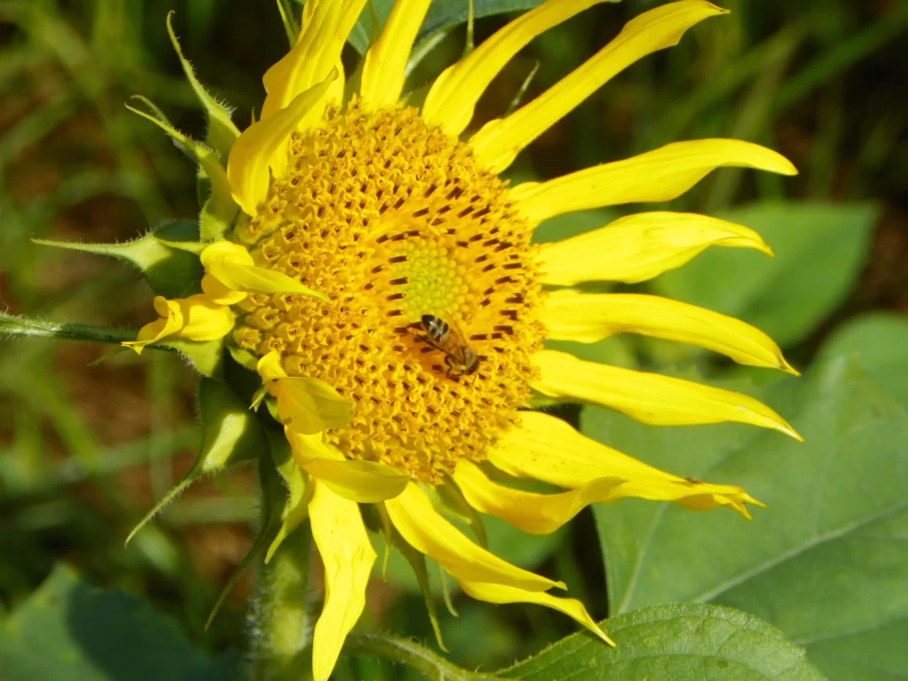 Sunflower Yellow Petals Green Leaves warm Bee