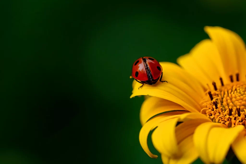 Sunflower Yellow Petals Green Background Red Ladybug