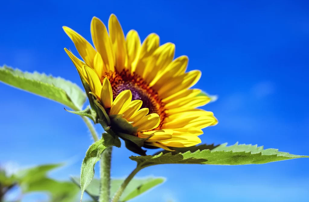 Sunflower Yellow Petals Green Leaves Blue cool Sky