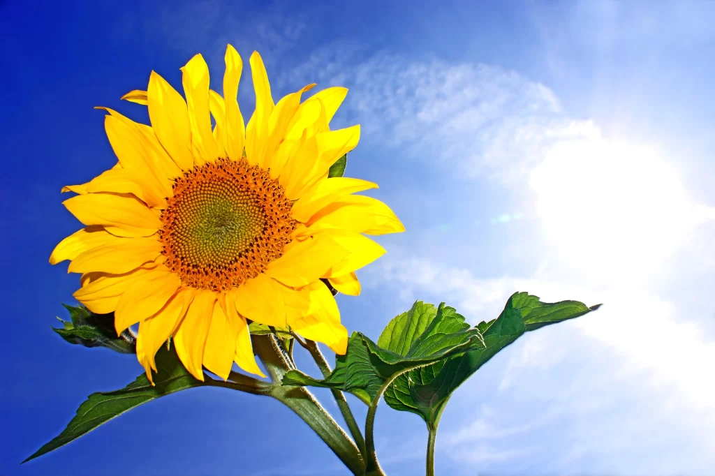 Sunflower Yellow Petals Green Leaves Blue gray Sky