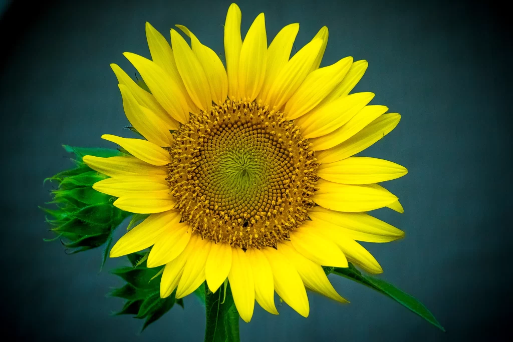 Sunflower Yellow Petals Green Leaves Dark warm Background
