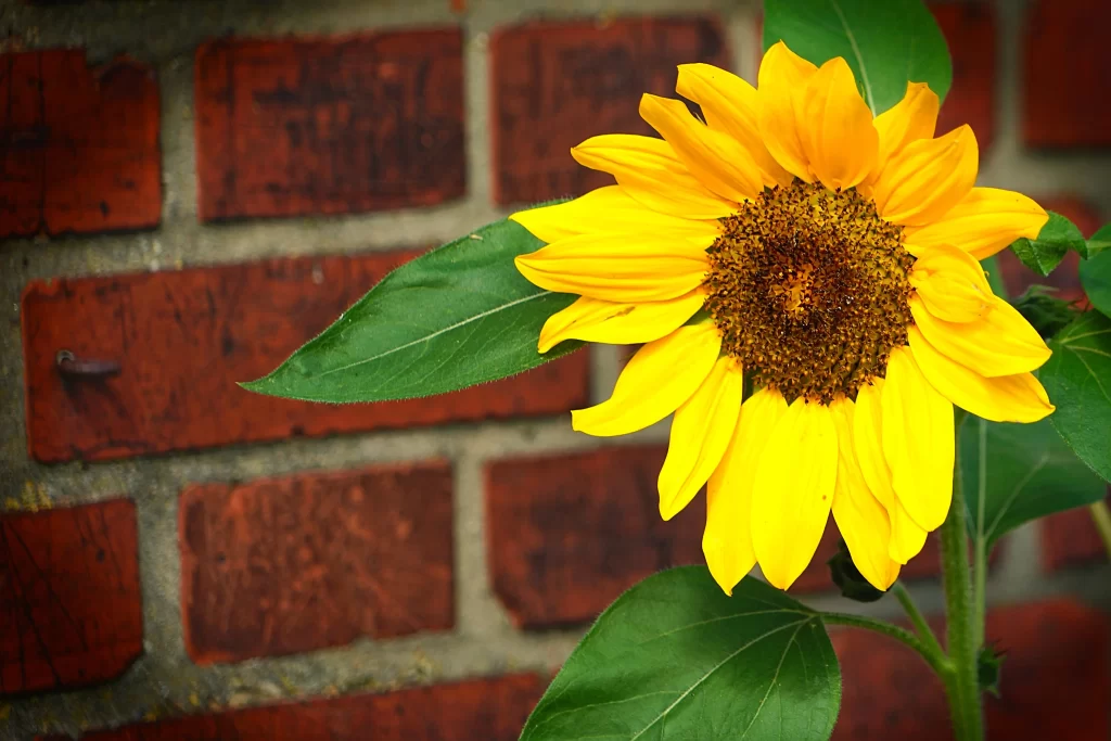Sunflower Yellow Petals Green Leaves Red Brick Wall