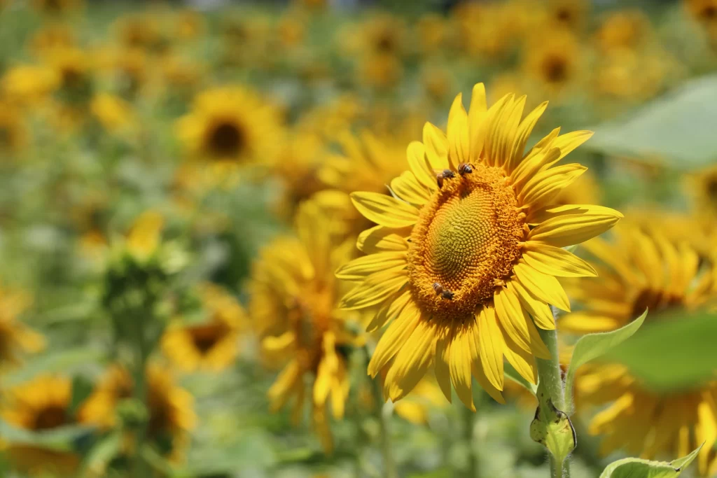 Sunflower Yellow Petals Green warm Leaves