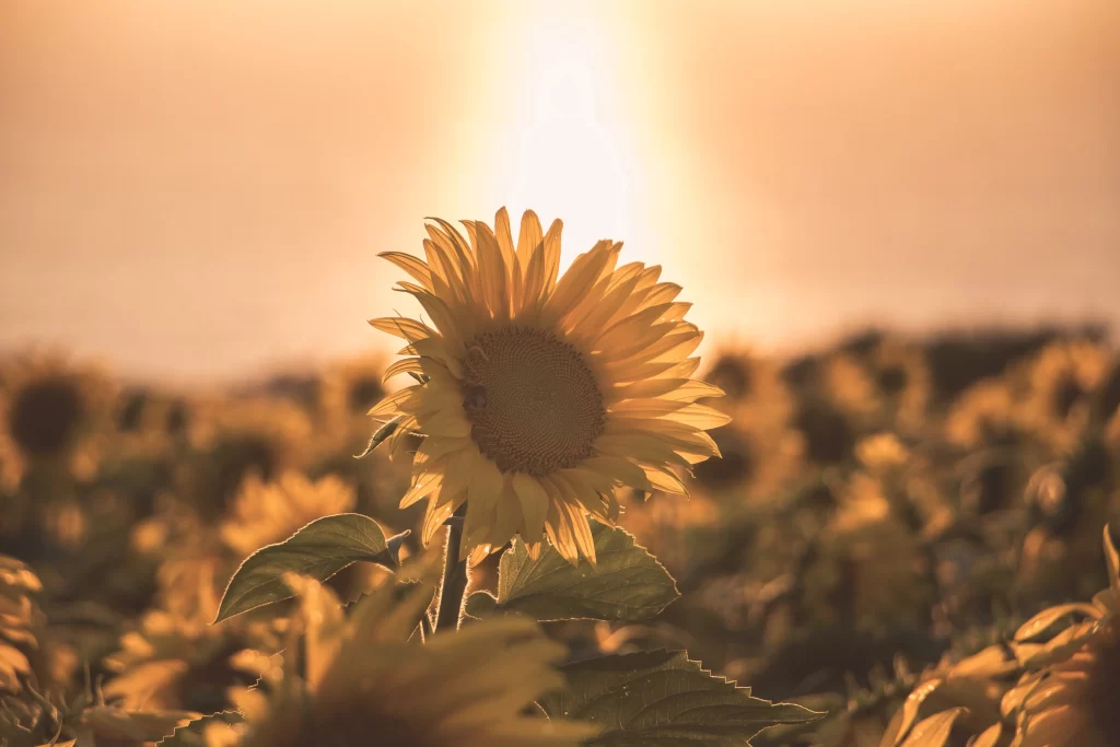 Sunflower Yellow Petals Green Leaves Golden Light