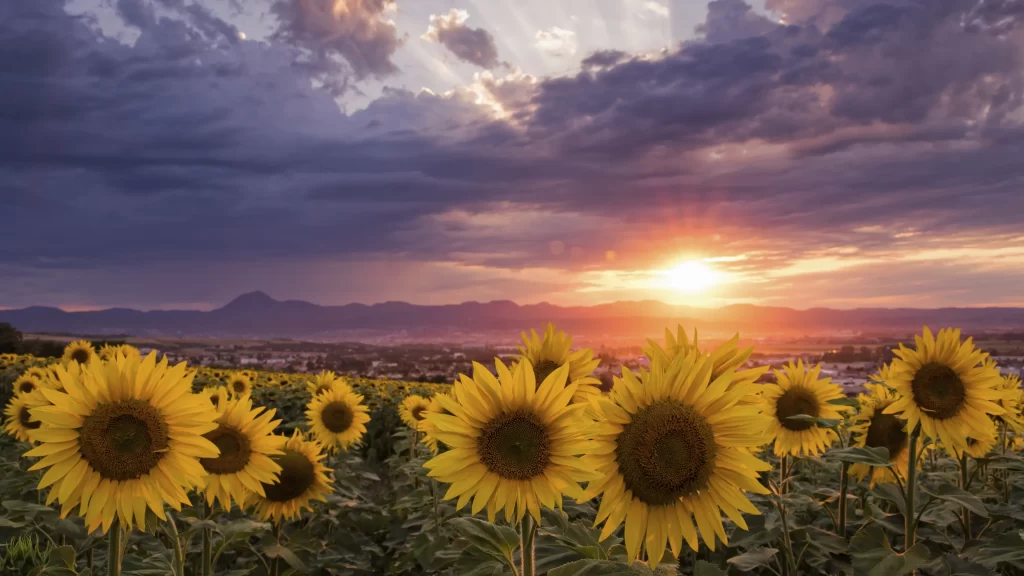 Sunflower Yellow Petals Green Leaves Orange Sunset Purple Clouds