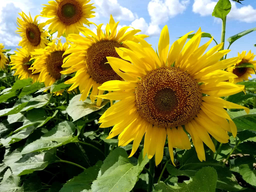 Sunflower Yellow Petals Green Leaves Blue Sky White warm Clouds