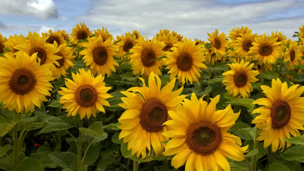 Sunflower Yellow Petals Green Leaves Blue Sky White warm Clouds