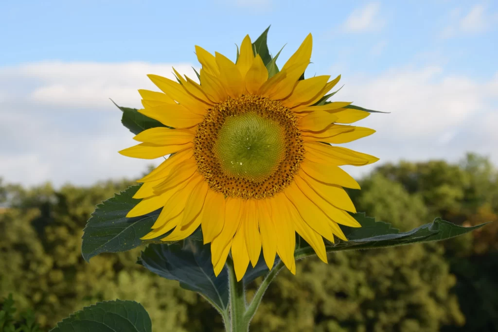 Sunflower Yellow Petals Green Leaves Blue Sky White warm Clouds