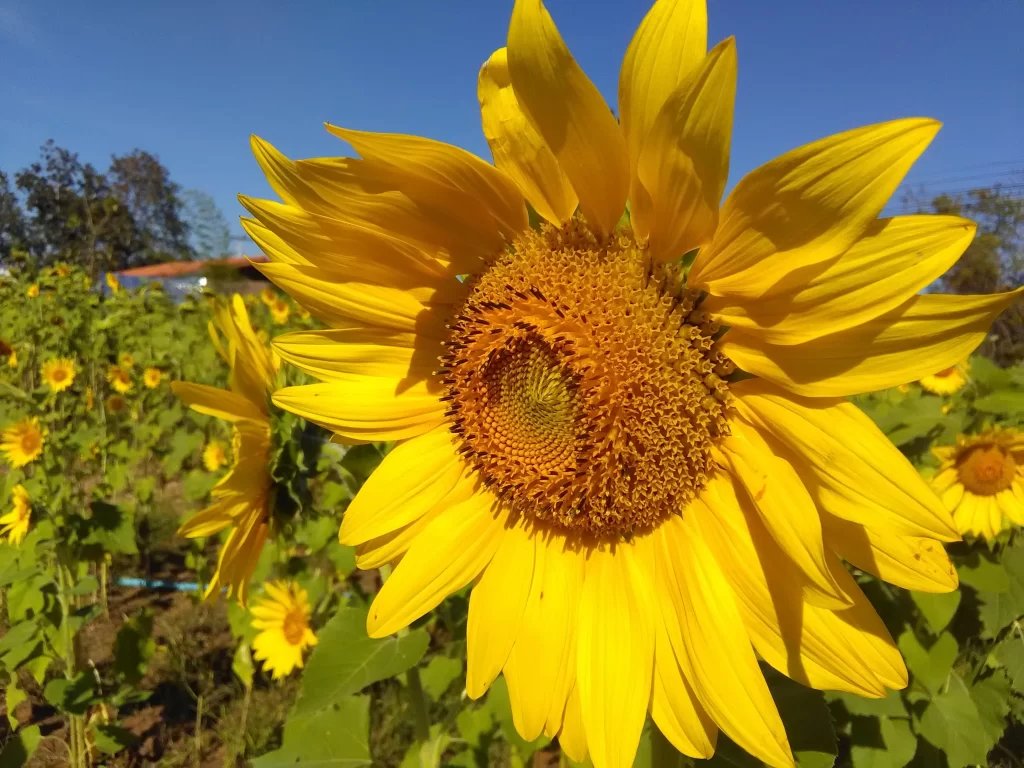 Sunflower Yellow Petals Green Leaves Blue warm Sky
