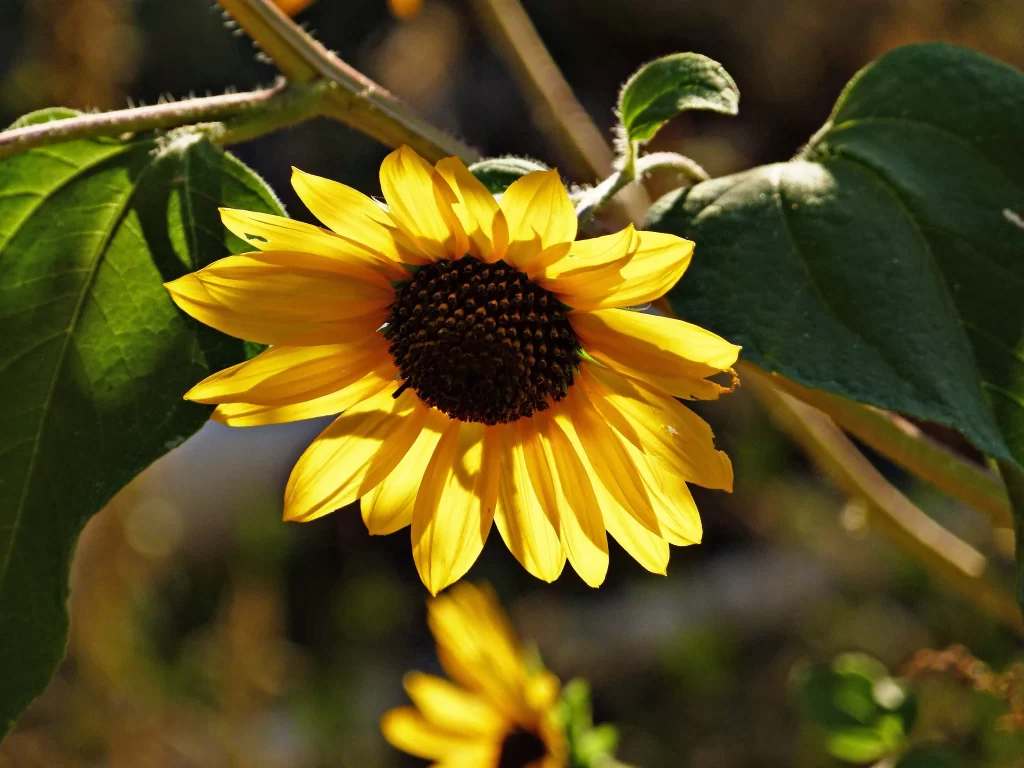Sunflower Yellow Petals Green Leaves Brown Stem